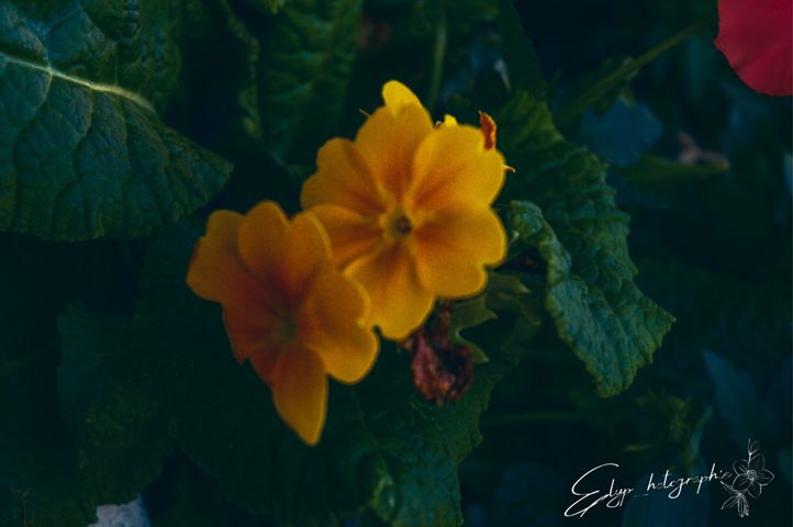 Fleur