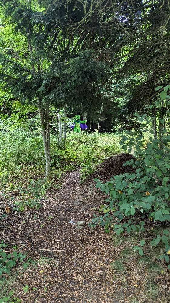 
A dark forest - Photo 6