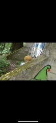 Denji preview 3