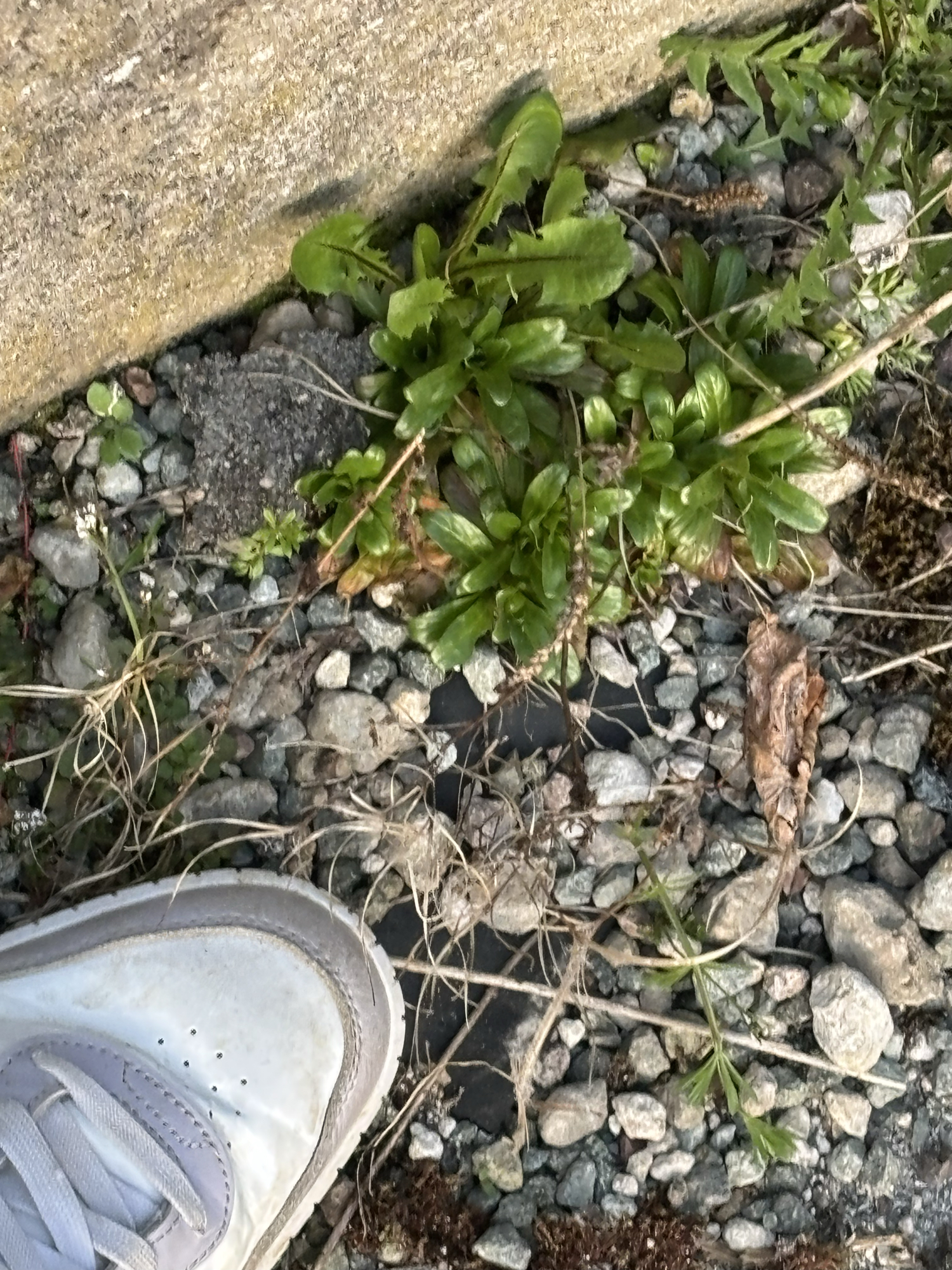 Miyo — photo 20