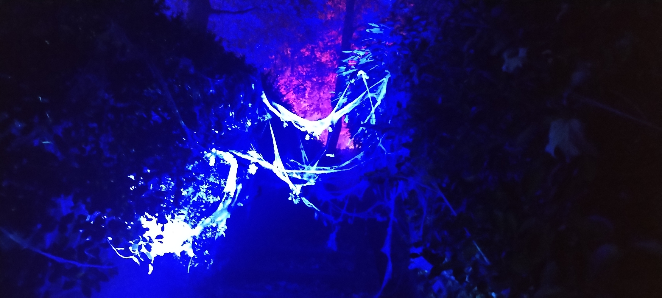 La forêt interdite - Photo 29