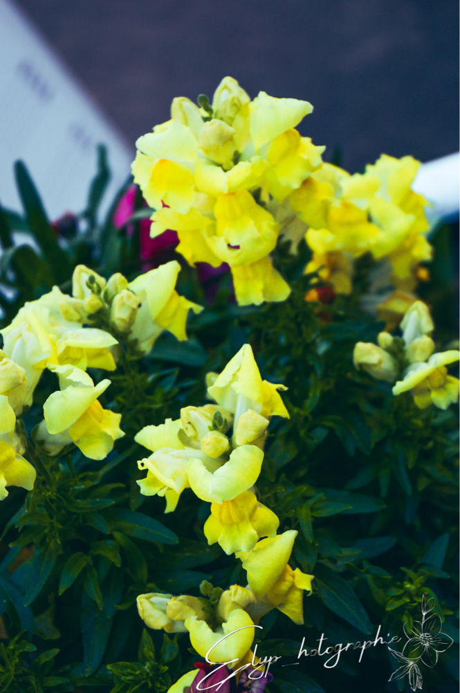 Fleur — photo 17