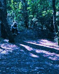 Princess Mononoke preview 3