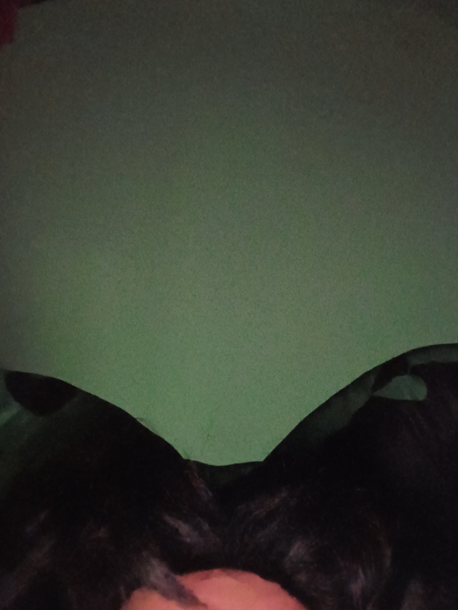 Harlequin, photo 29