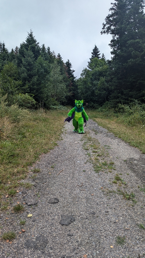 
A dark forest - Photo 10