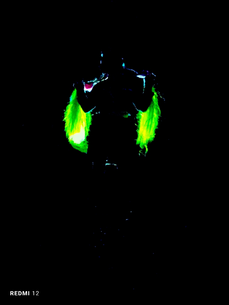 Mitsuri KANROJI - Photo 56