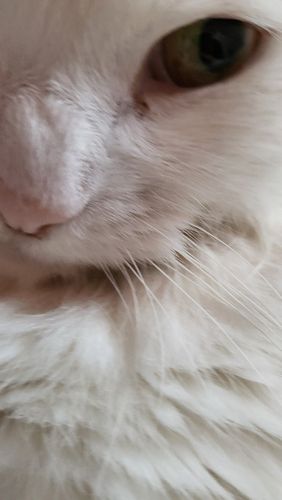 Cosplays from Cats