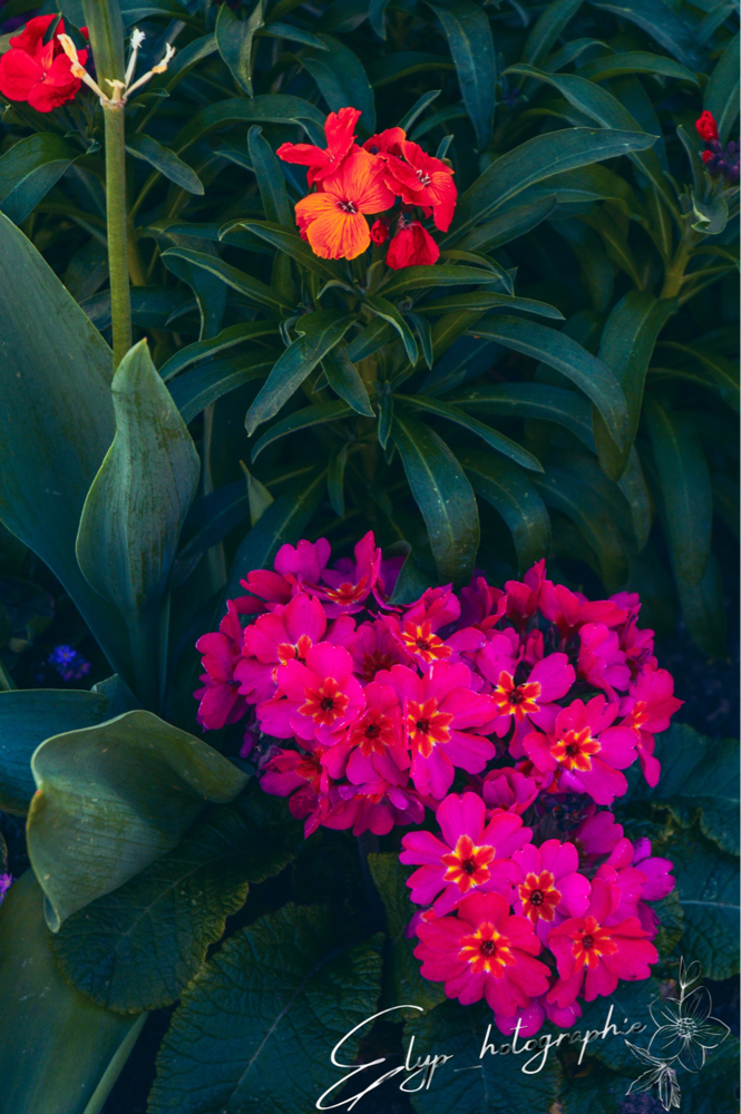 Fleur — photo 16