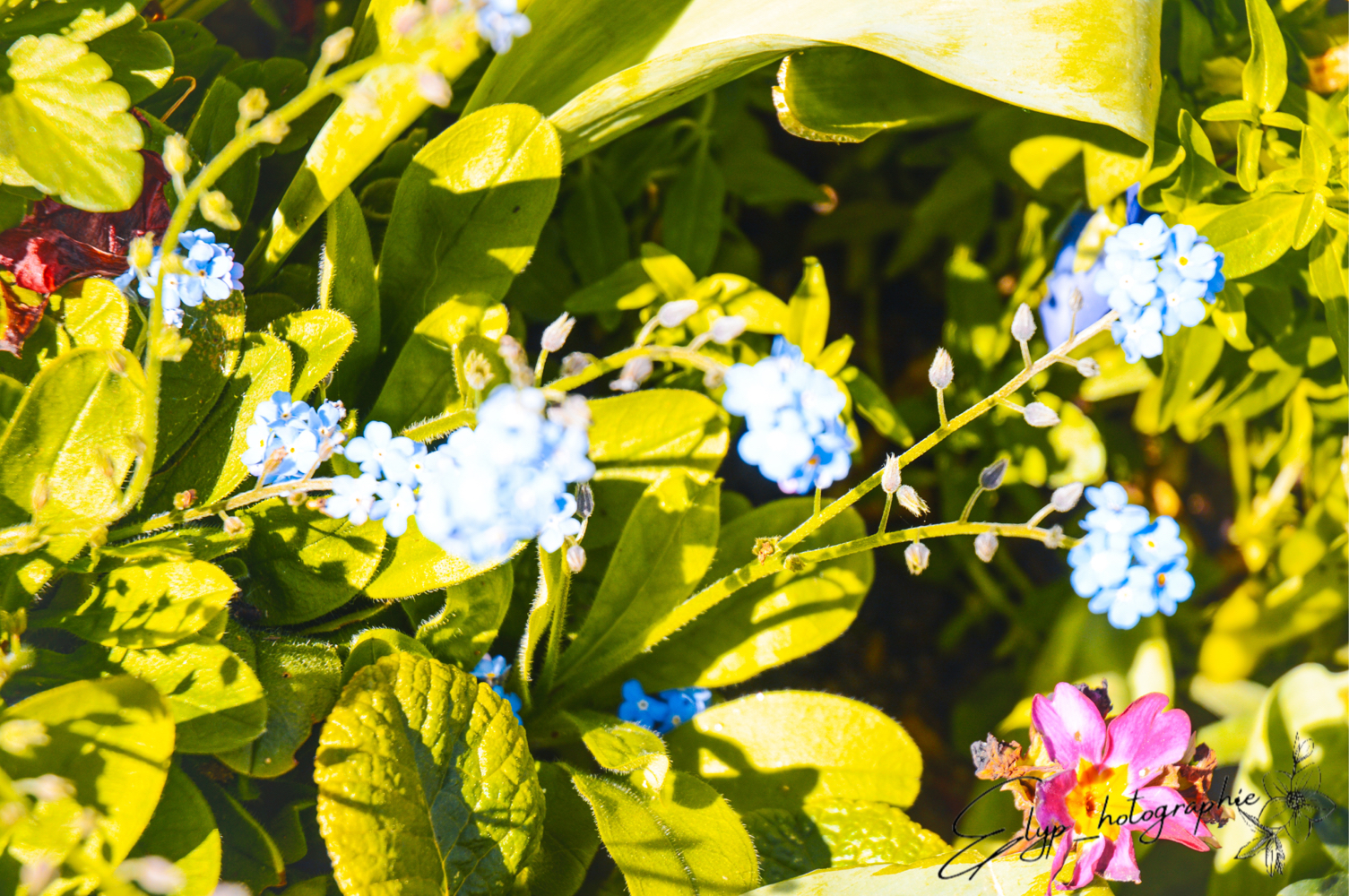 Fleur — photo 5
