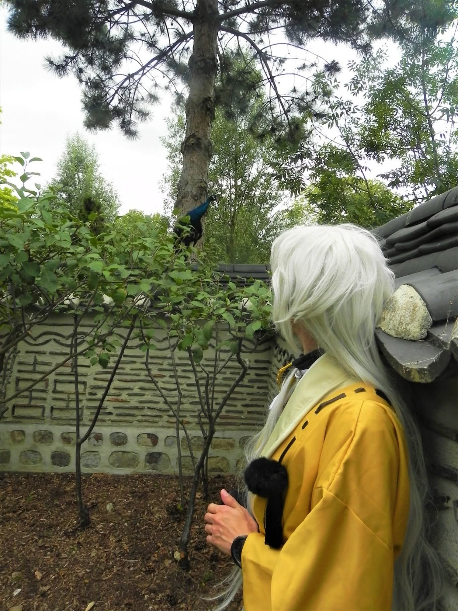 Kojitsumaru, photo 7