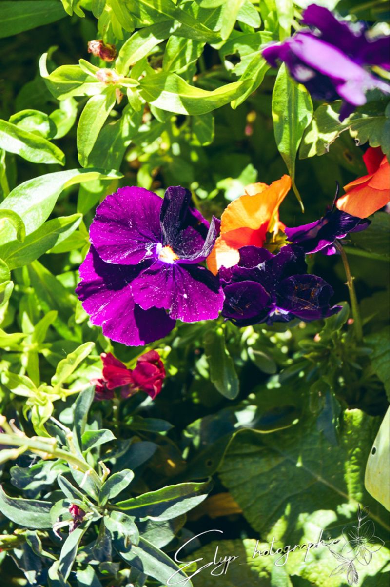 Yvi_the_queen – Fleur 