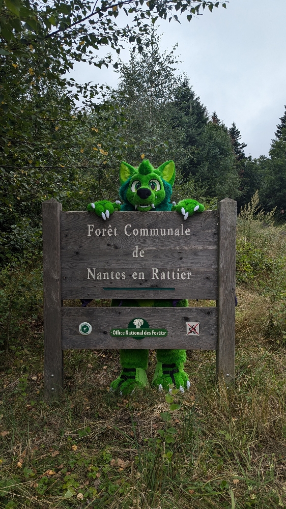 
A dark forest - Photo 5