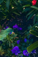 Fleur preview 2