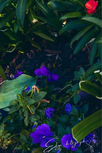Elysa_vincly - Fleur 