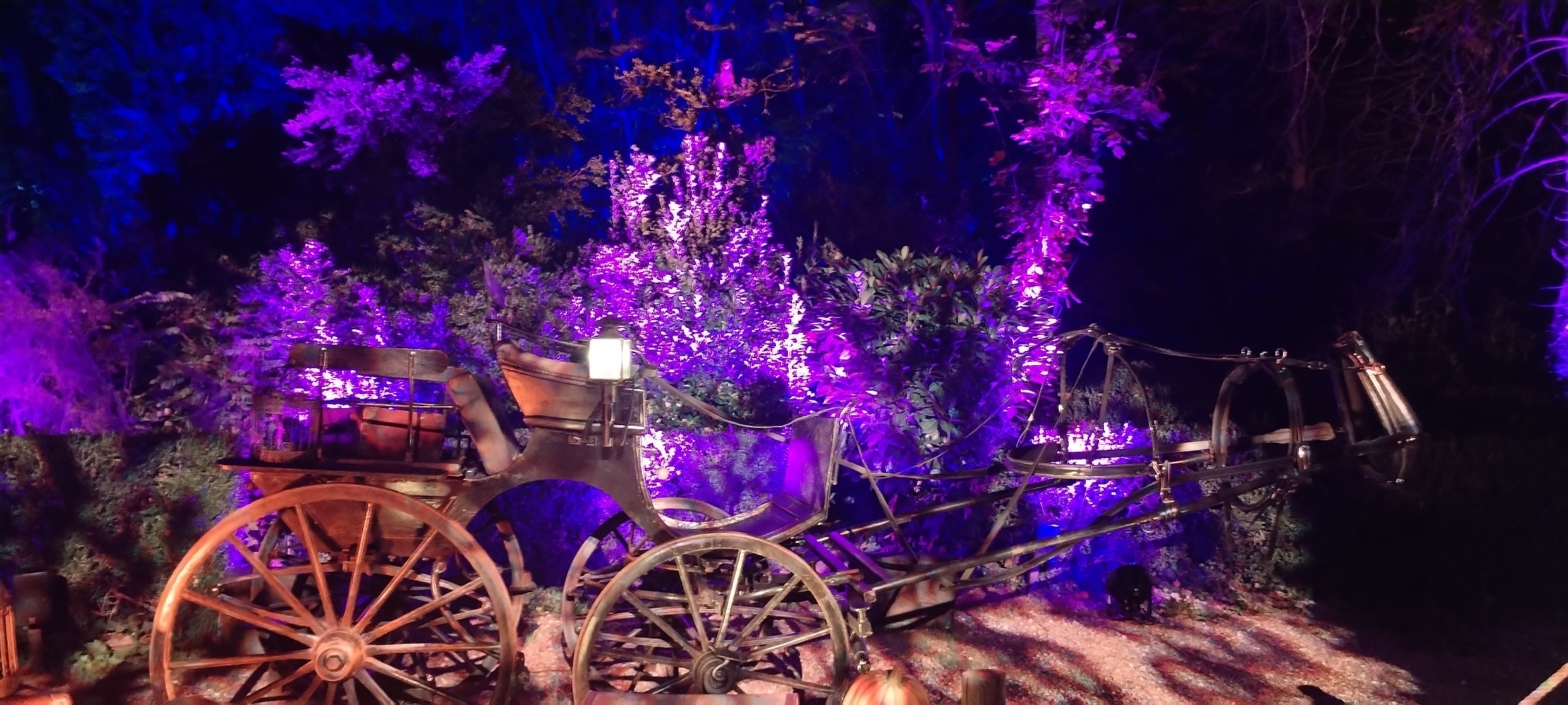 La forêt interdite - Photo 28