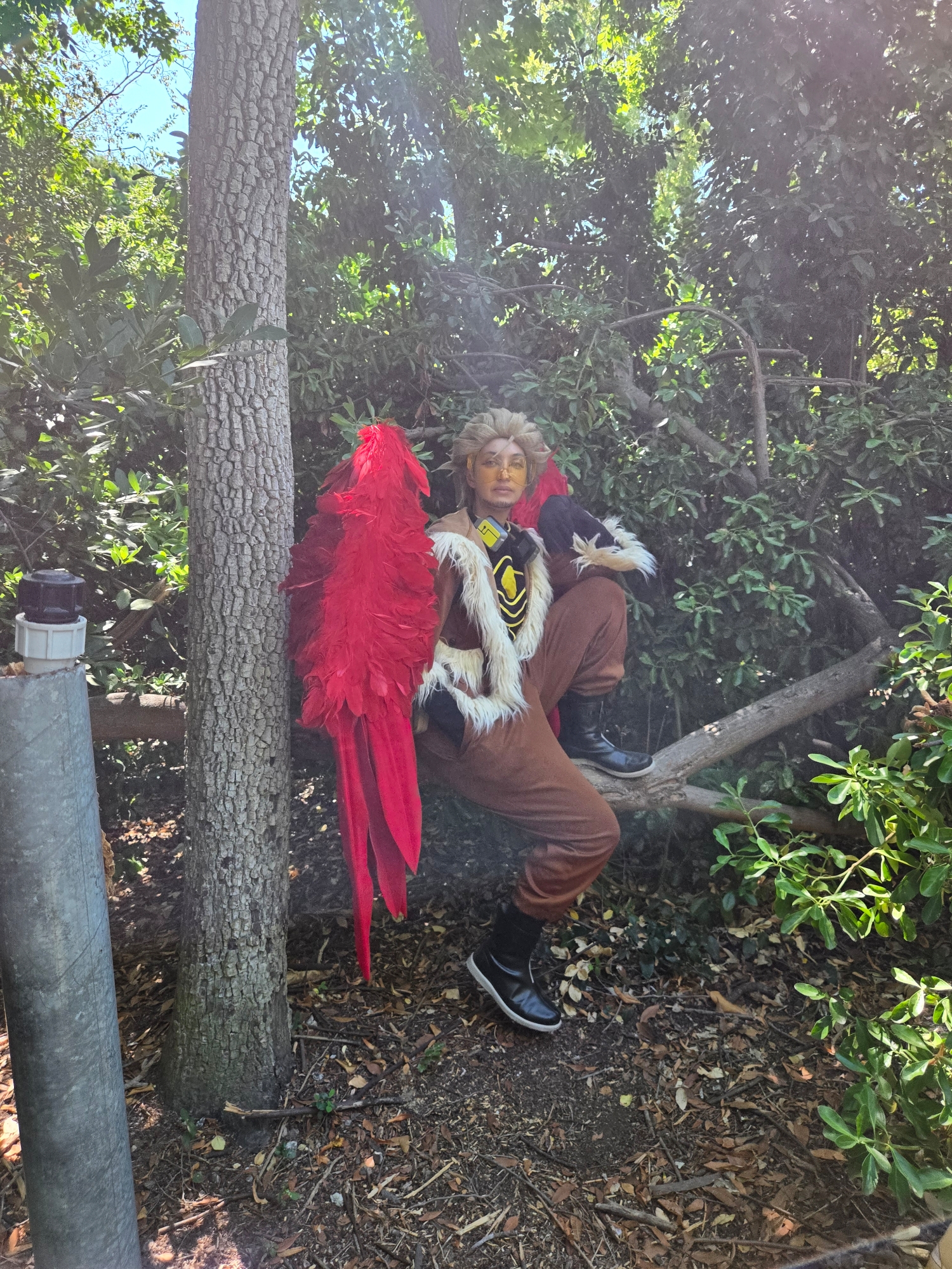 Hawks, photo 124