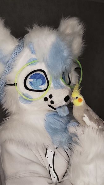 Shysako.fur - Kaito