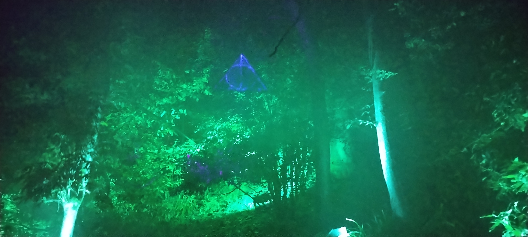 La forêt interdite - Photo 25