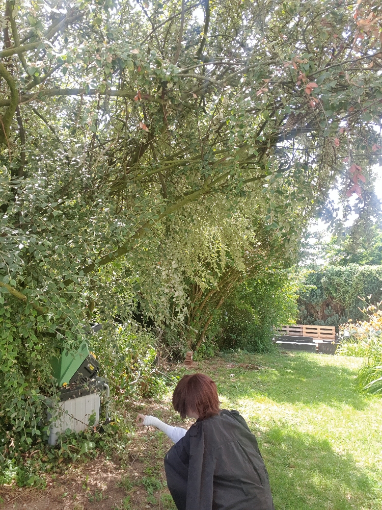 Dazai — photo 35