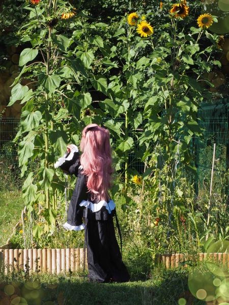 R0xane.cos - Krul Tepes 