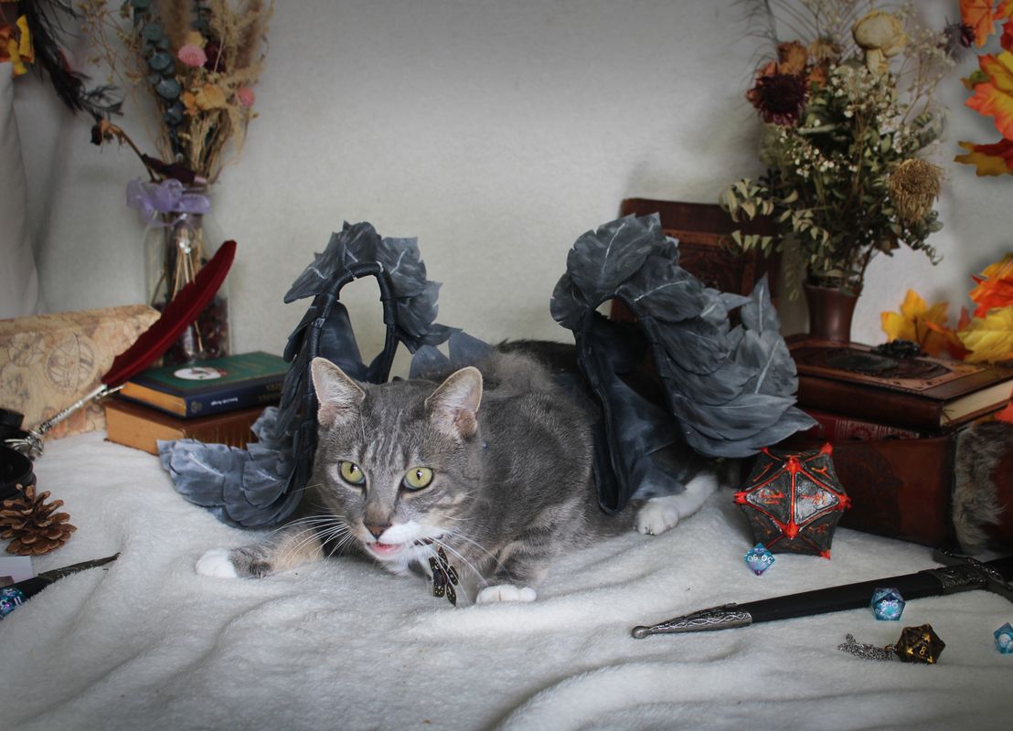 Texou_cosplay – Miru le Tressym