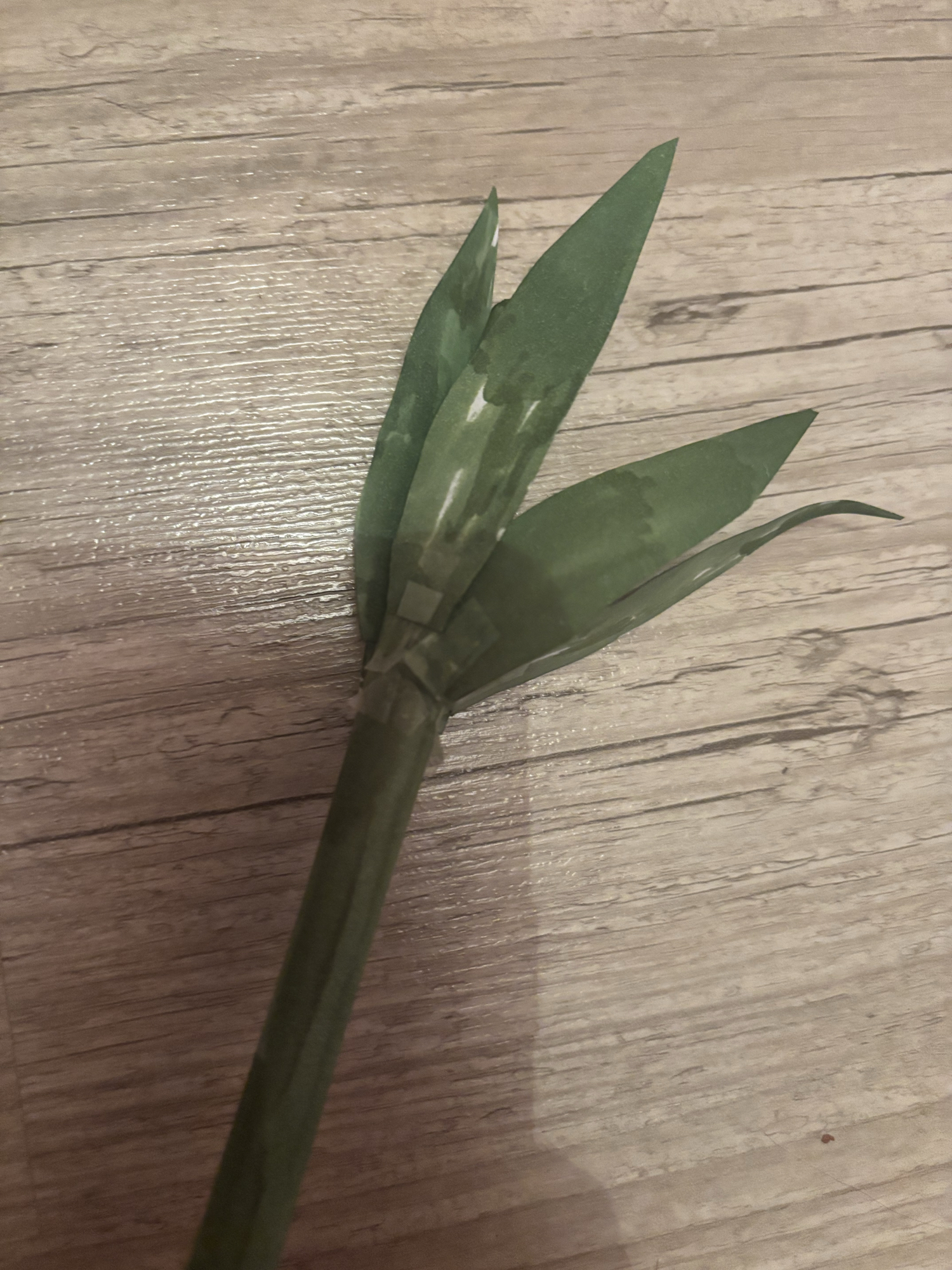 Plante (Mao Mao) - Photo 2