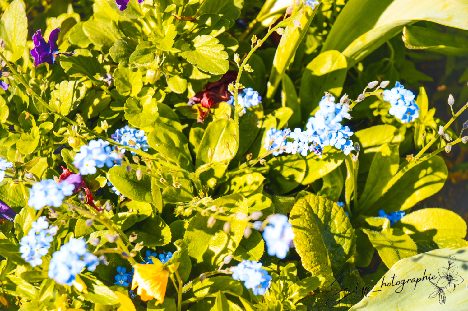 Fleur — photo 14