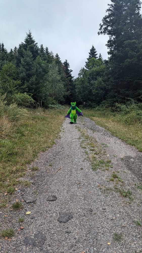 
A dark forest - Photo 7