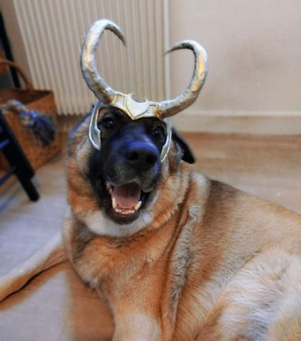 Zuko l'Akita en Loki
