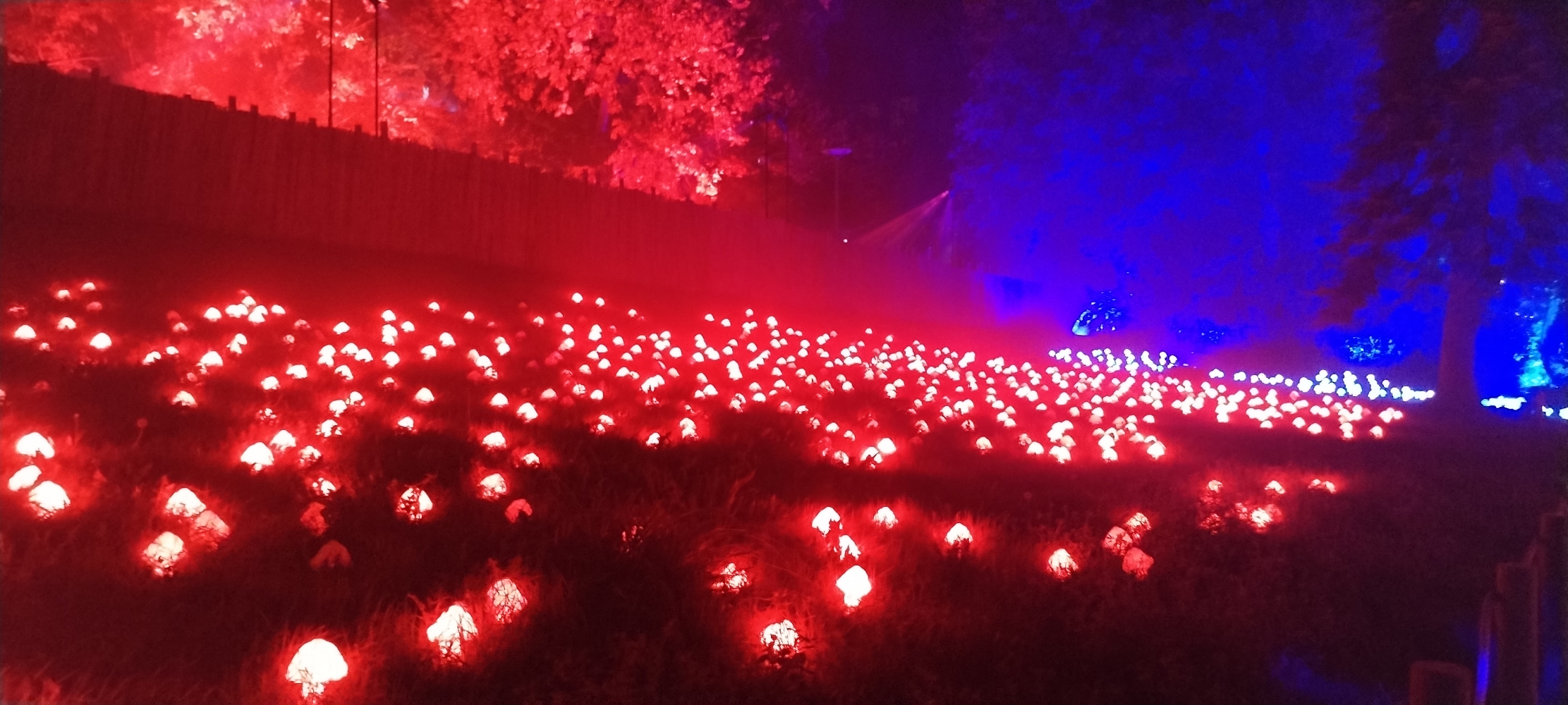 La forêt interdite - Photo 10