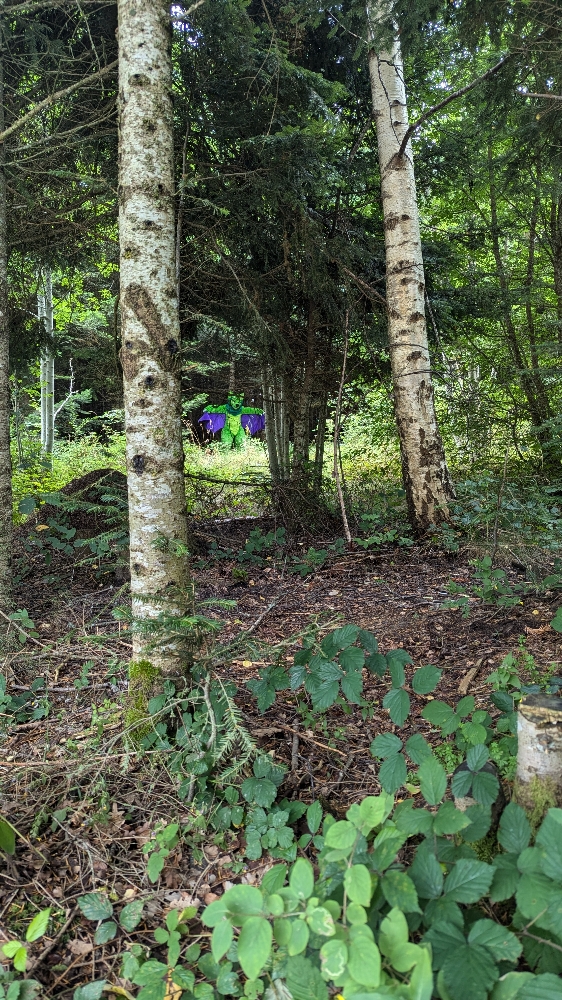 
A dark forest - Photo 1