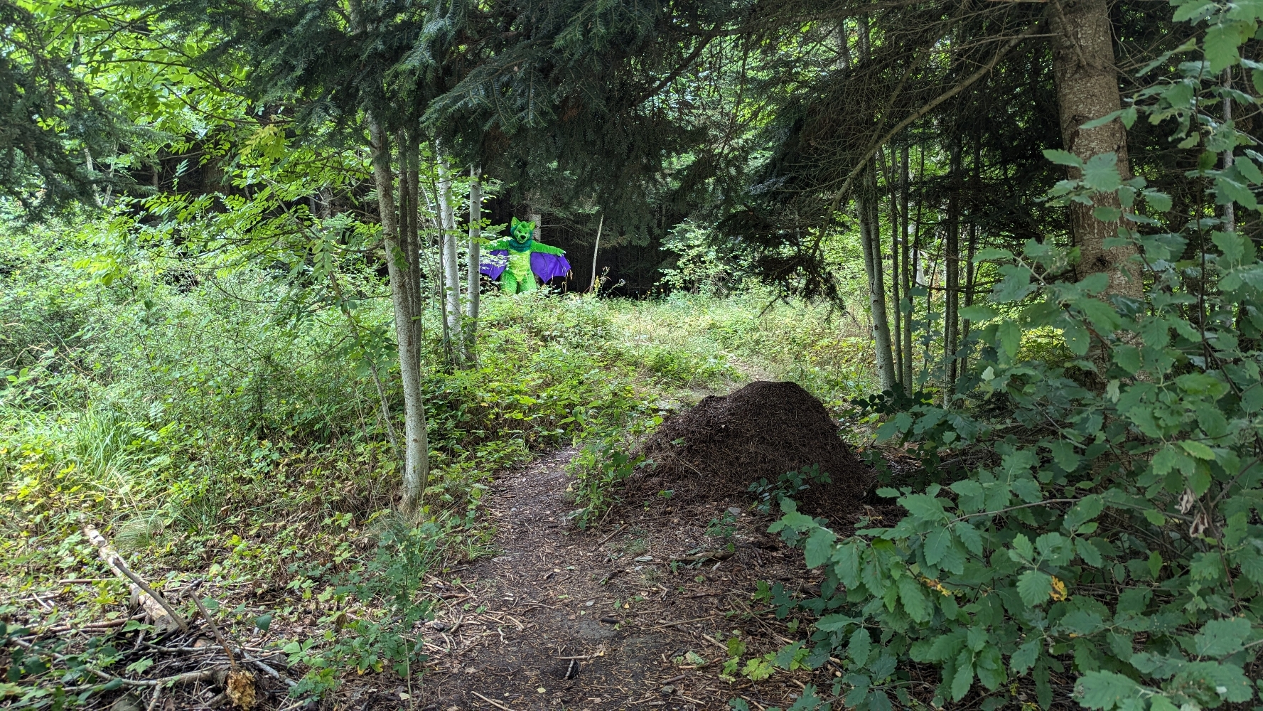 
A dark forest - Photo 4