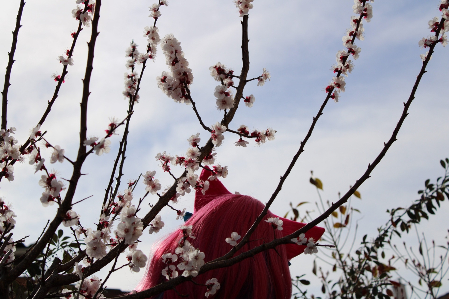 Ahri spirit blossom — photo 9