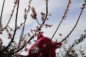 Ahri spirit blossom preview 2