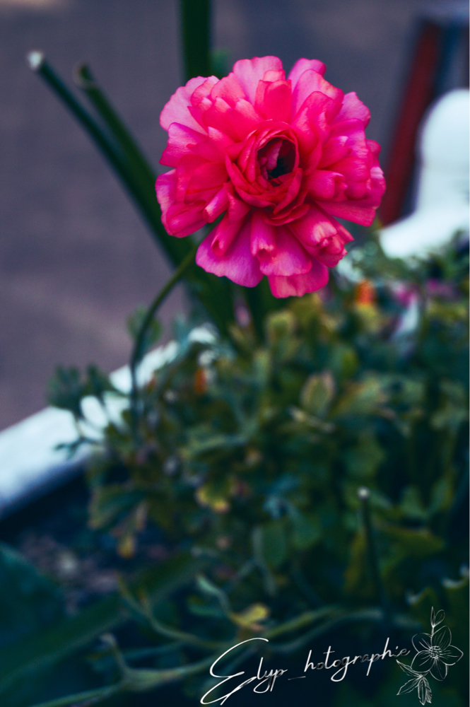 Fleur — photo 13