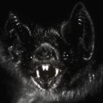 Noctuna