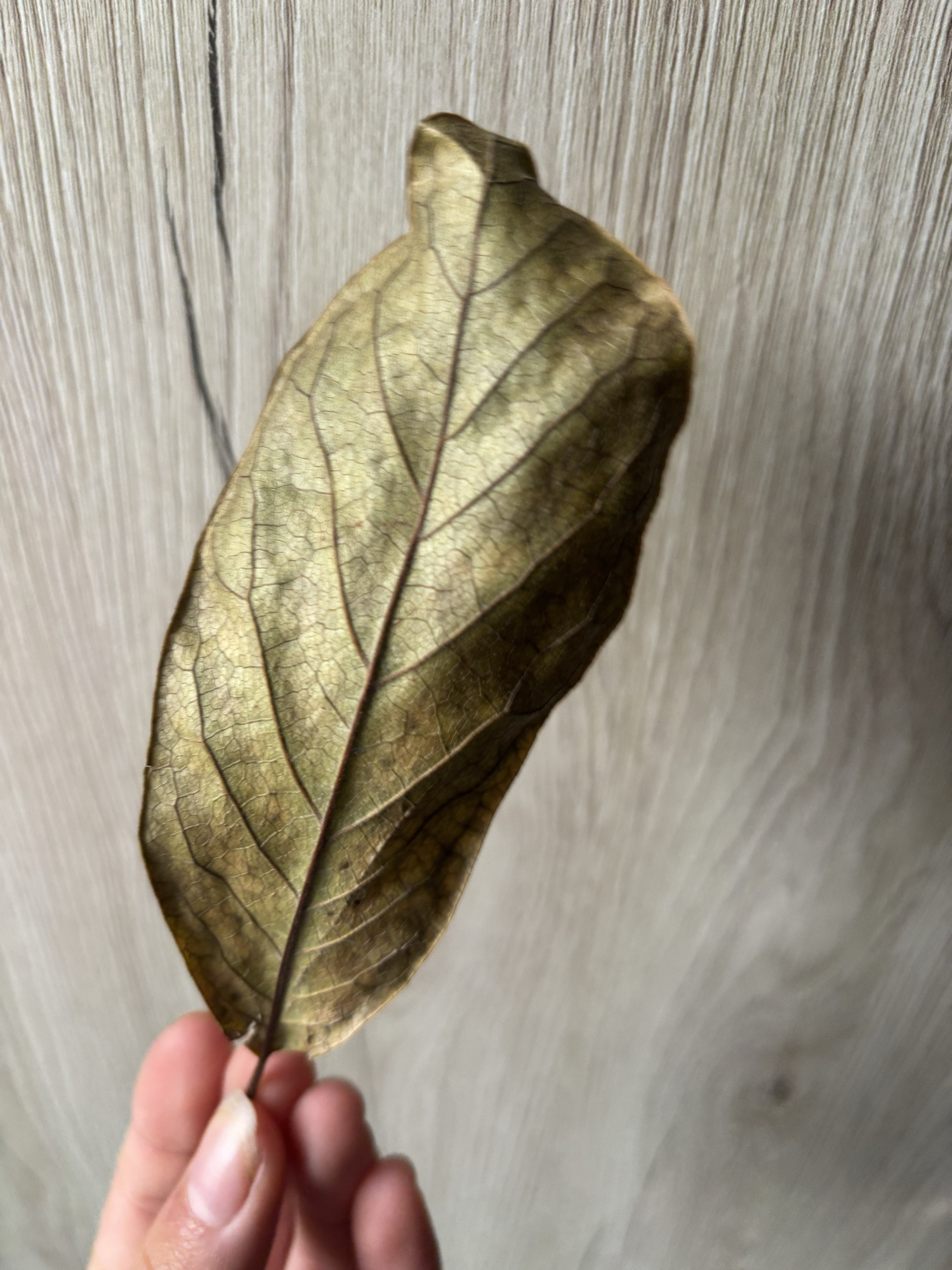 Feuille (Mao Mao) - Photo 1