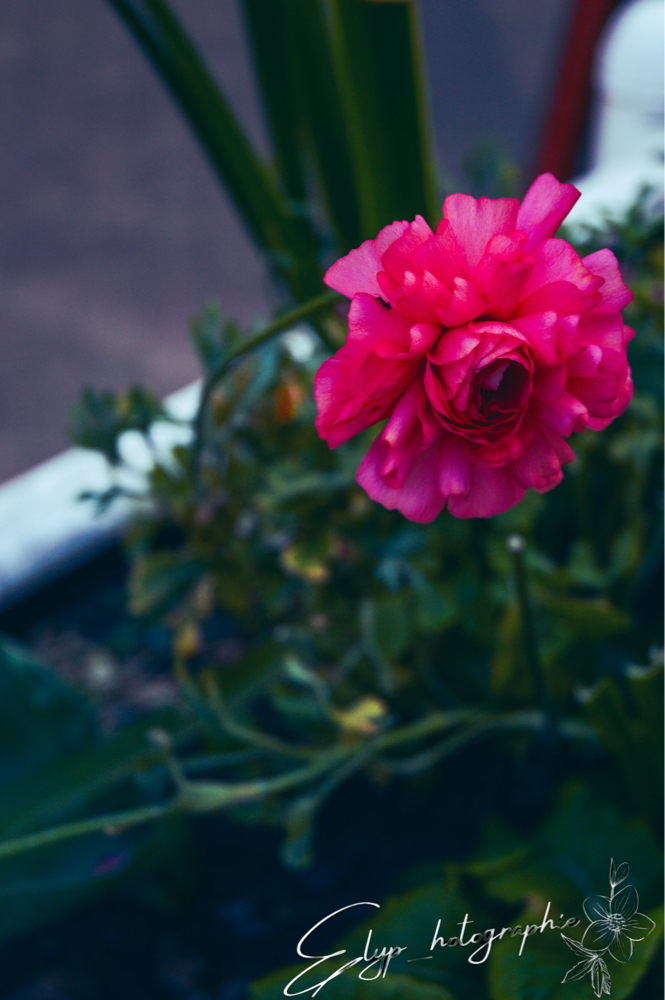Fleur — photo 8