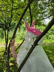 Nymphali forêt preview 3