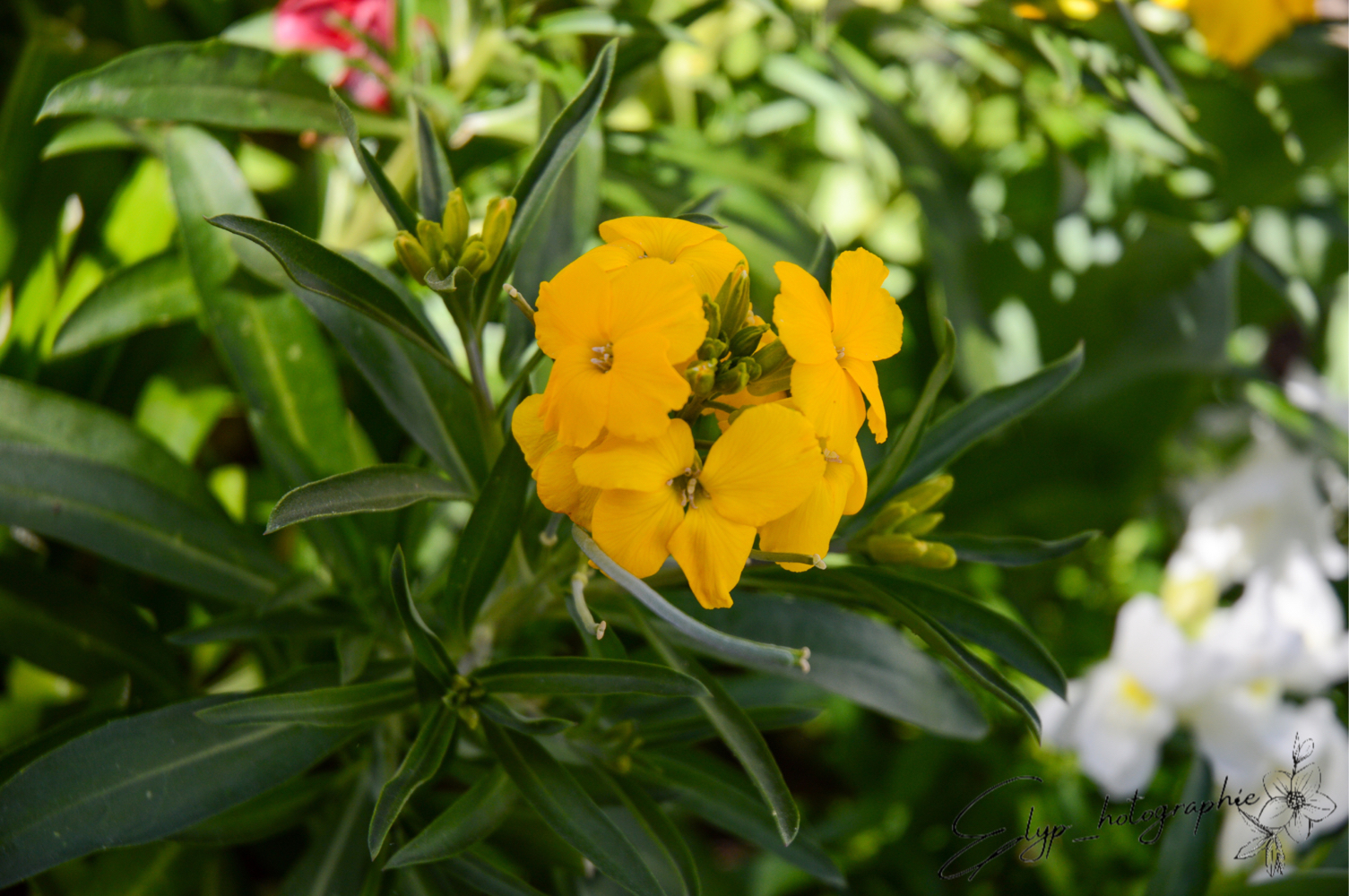 Fleur — photo 11