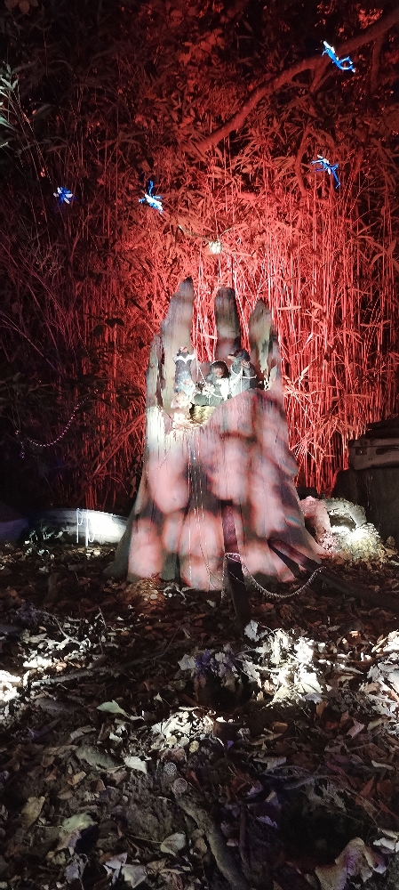 La forêt interdite - Photo 39