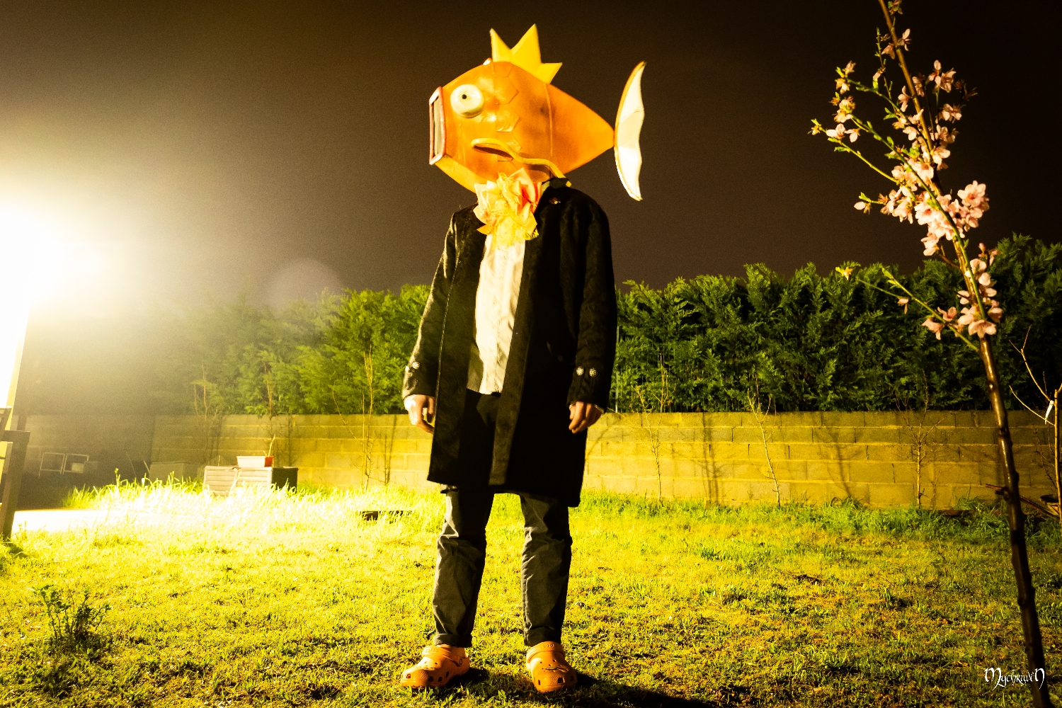 Lordgicarpe de nuit - Photo 3