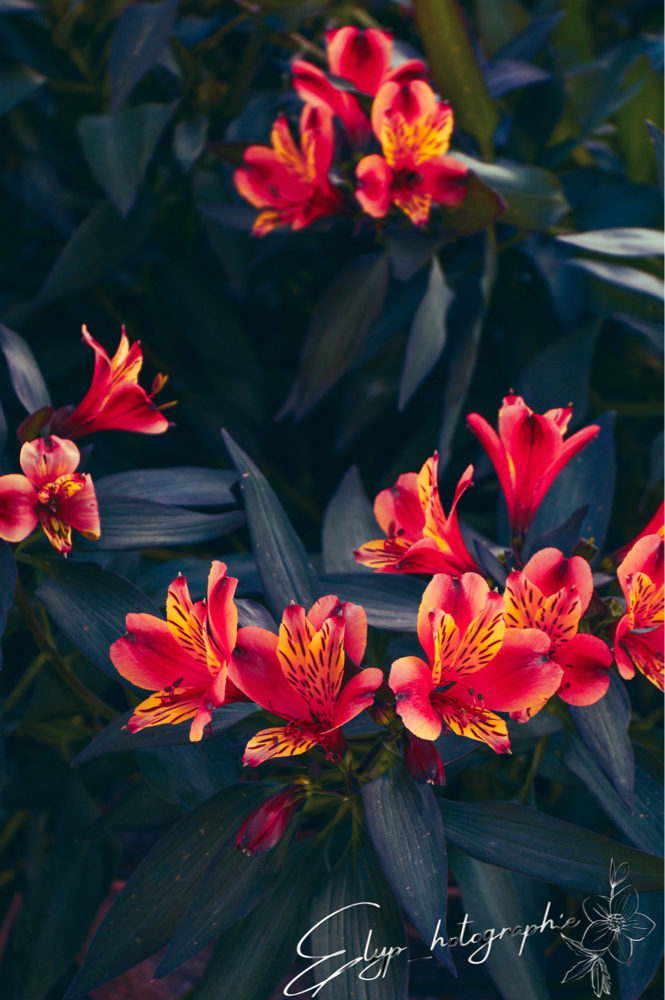 Fleur — photo 12