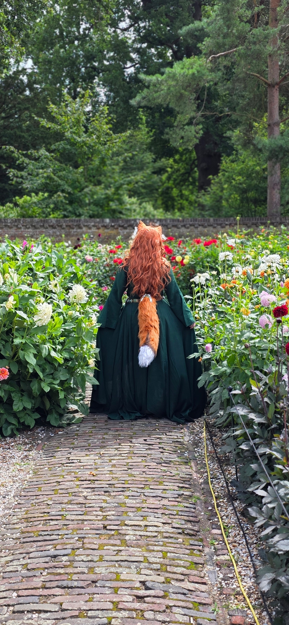 Summer fox — photo 14