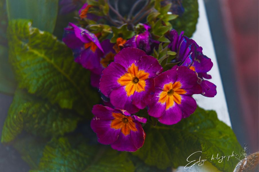 Elysa_vincly - Fleur 