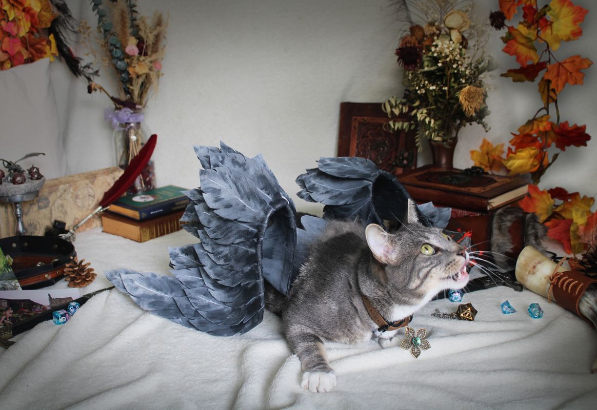 Texou_cosplay – Miru le Tressym