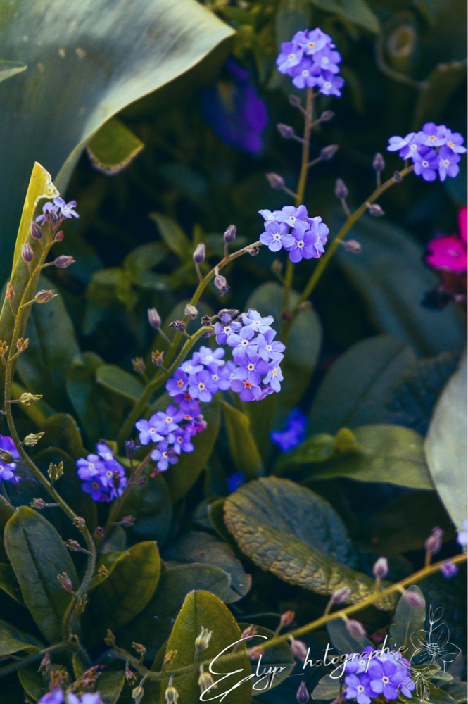 Fleur — photo 10