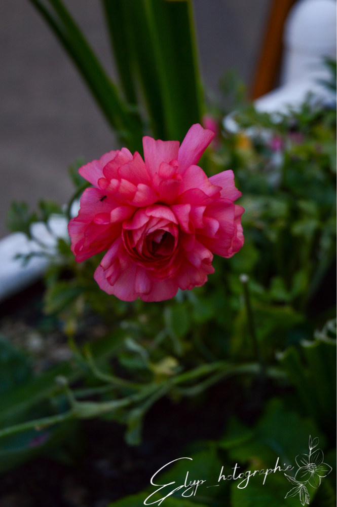 Fleur — photo 7