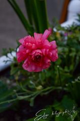 Fleur preview 3