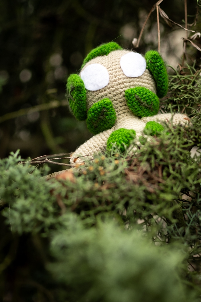 Amalia dofus - Photo 3